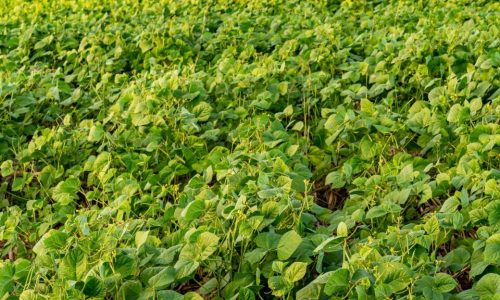 मूंग-दाल.1